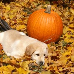 Labrador Retrievers from Brookeridge Labs