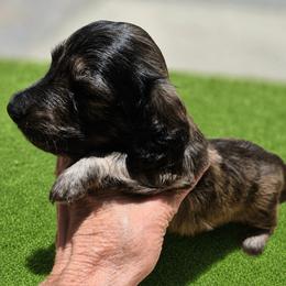 Husk AKC Cream Brindle longhaired mini dachshund - Brindle male Dachshund puppy in Las Cruces, New Mexico from The Dachshund Den