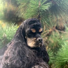 Angela - Cocker Spaniel