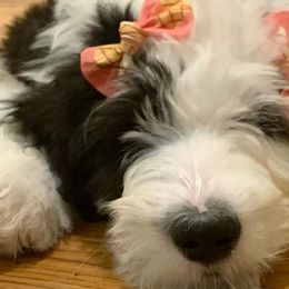 Goldendoodles, Labradoodles, Poodles, and Sheepadoodles from Osage Puppies LLC