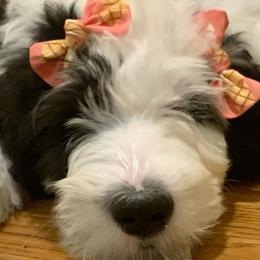Goldendoodles, Labradoodles, Poodles, and Sheepadoodles from Osage Puppies LLC