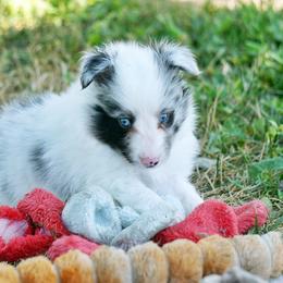 Pomsky, Shetland Sheepdog, and Toy Shetland Sheepdog Puppies from Mountain High Kennels