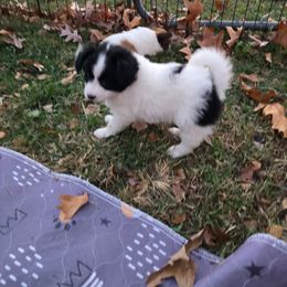 Holly - White and black female Papillon puppy in Hollister, Missouri from Swan Creek Kennel