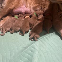 Key Largo - Golden male Golden Retriever puppy in Sandy, Oregon from Treasured K-9s