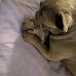 French Bulldog Puppies from Sonoma Fabulous Frenchies