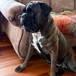 Ava - Brindle female Boxer puppy in Sultan, Washington from Aphrodite Boxers Von Kesler Haus
