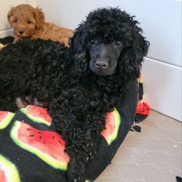 Maddie - Poodle