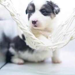 Mulan - Black and tan female Pembroke Welsh Corgi puppy in Vacaville, California from Hope_4thebay_Corgis