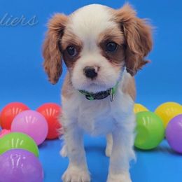 Gator - Blenheim male Cavalier King Charles Spaniel puppy in Tyler, Texas from Kalon Cavaliers