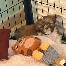 Blue - Liver and white male Shih Tzu puppy in Hemet, California from Aloha Shih Tzu