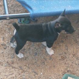 Captain - Black tan and white male Rat Terrier puppy in Harbison Canyon, California from Manumit Rat Terriers