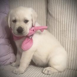 Sugar - Yellow female Labrador Retriever puppy in San Jacinto, California from Country Grace