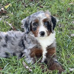 Picasso - Merle male Assorted Doodle Crosses puppy in Wayne, West Virginia from Faith, Feathers & FurBabies