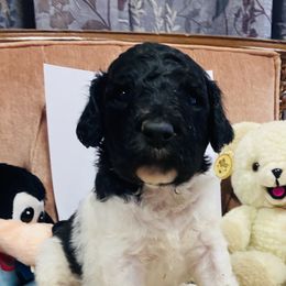 Poodle Puppies from RP Bar Ranch Royal Poodles and Doodles