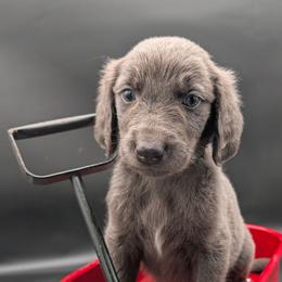 Rusty - male Long Haired Weimaraner puppy in Evart, Michigan from Drehbar Weimaraners