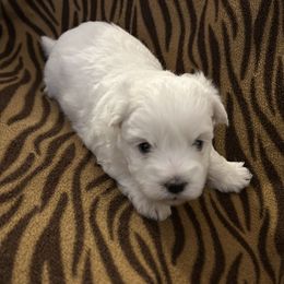 Boy 1 - Coton de Tulear puppy from Gidget Cotons - ACC