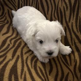 Boy 1 - Coton de Tulear puppy from Gidget Cotons - ACC