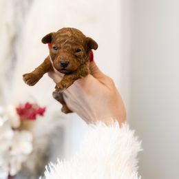 Nutmeg - Red  female Poodle puppy in Chapel Hill, North Carolina from Cyndi’s Poodles