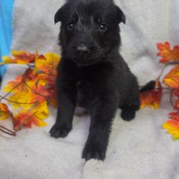 Green Collar Male - Black male German Shepherd puppy in Cadet, Missouri from Working Valley Shepherds