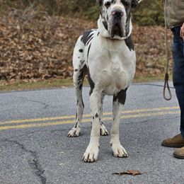 Cappy - Great Dane