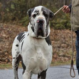 Cappy - Great Dane