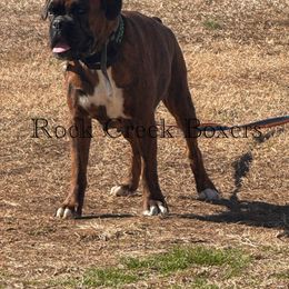 Darcy - Boxer