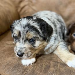 Rusty - Blue merle male Aussiedoodle puppy in Warrensburg, Missouri from Dreamer Ridge Puppies