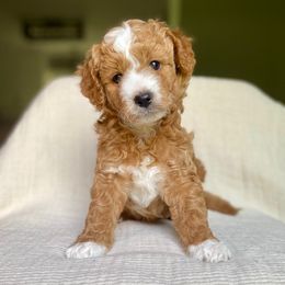 Damon - Apricot male Goldendoodle puppy in Taylorsville, North Carolina from Heartfelt Doodles