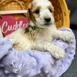 Sage - Parti female Goldendoodle puppy in Boise, Idaho from Goldendoodle Baby