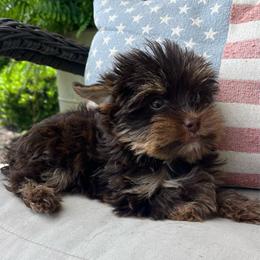 Duke - CKC - Chocolate and tan male Yorkshire Terrier puppy in Calhoun, Georgia from Peach State Yorkies