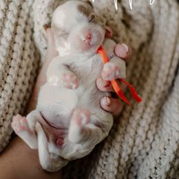 Poppy - Parti female Goldendoodle puppy in Patterson, California from Dooling Doodles