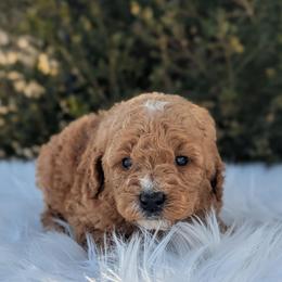 Fenix - Apricot male Poodle puppy in Salt Lake City, Utah from Utah Cocker Spaniels