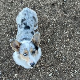 American Corgi, Pembroke Welsh Corgi, and Toy Australian Shepherd Puppies from King of Hearts Corgis