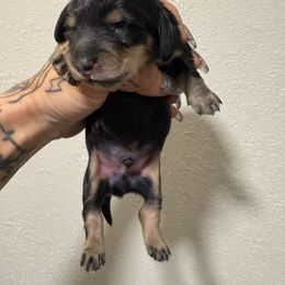 Male 1 - Black and cream male Dachshund puppy in Rio, Wisconsin from 3k Corgis and Miniature Dachshunds