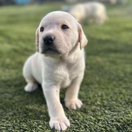 Blue Collar - Yellow male Labrador Retriever puppy in Nampa, Idaho from Gem State English Labrador Retrievers