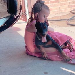Doberman Pinscher Puppies from Defensive Dobermans