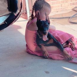 Doberman Pinscher Puppies from Defensive Dobermans