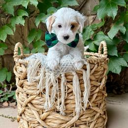 Prince (Green) - Cream male Goldendoodle puppy in St. George, Utah from Dashing Doodle Pups