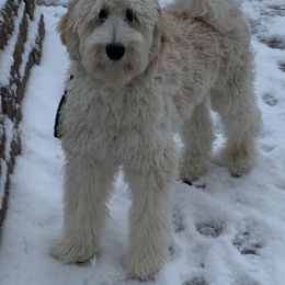 Goldendoodle All Grown Up from Faithfully Yours Doodles