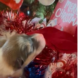 Vixen - Sable and white female Collie puppy in Morocco, Indiana from Collegiate Bassets and Rheign Collies