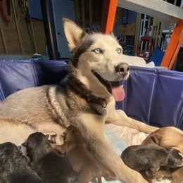 Luna - Siberian Husky