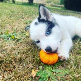 Pomsky Puppies from Periwinkle Pomskies