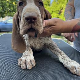 Bracco Italiano and Chihuahua Puppies from Snow Peak Kennel