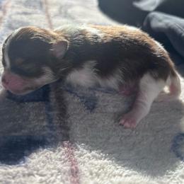 Choc tri - Chocolate and tan parti female Pomeranian puppy in Fayetteville, North Carolina from Tar-heel Poms