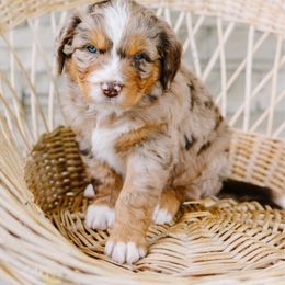 Aster - Red merle male Aussiedoodle puppy in Spanish Fork, Utah from K Brand Doodles