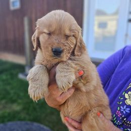Golden Retriever Puppies from Great Golden Breeding