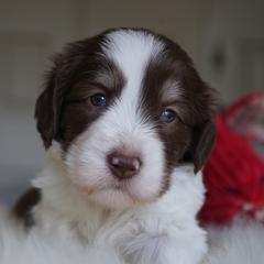 Polish Lowland Sheepdog Puppies from EnchantingPON