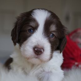 Polish Lowland Sheepdog Puppies from EnchantingPON