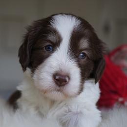 Polish Lowland Sheepdog Puppies from EnchantingPON