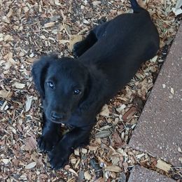Dachshund Puppies from Brenda Broumley Miniature Dachshunds
